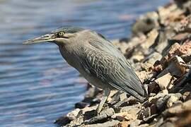 Striated Heron