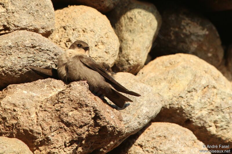 Red-throated Rock Martin