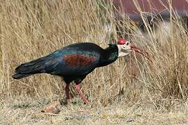 Southern Bald Ibis