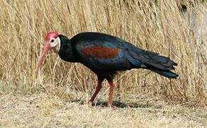 Southern Bald Ibis