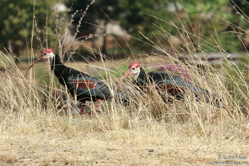 Southern Bald Ibis