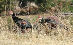 Southern Bald Ibis