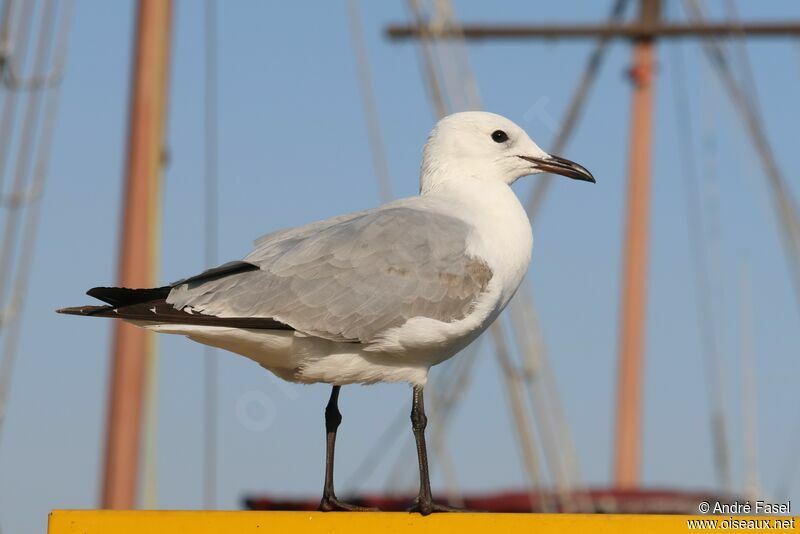 Mouette de Hartlaub