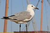 Mouette de Hartlaub