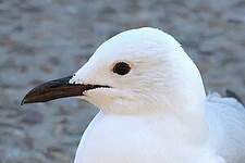 Mouette de Hartlaub