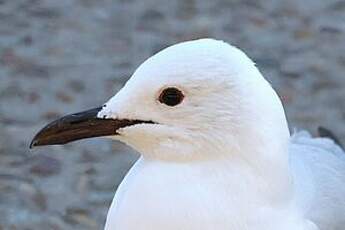 Mouette de Hartlaub