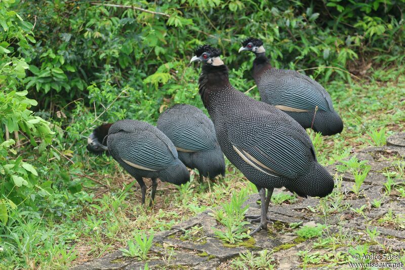 Eastern Crested Guineafowl