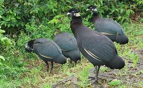 Eastern Crested Guineafowl