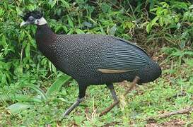 Eastern Crested Guineafowl