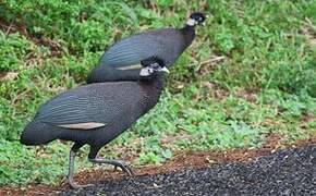 Eastern Crested Guineafowl