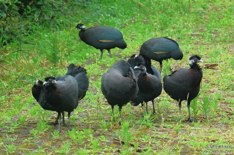 Eastern Crested Guineafowl