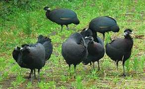 Eastern Crested Guineafowl