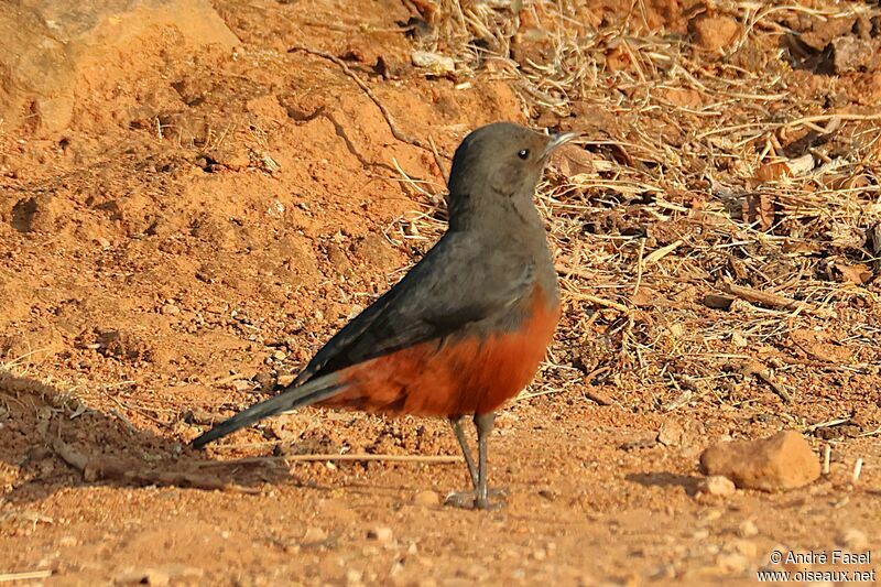 Mocking Cliff Chat