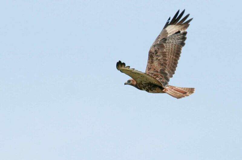 Red-necked Buzzard - Buteo auguralis - anwi76854