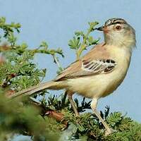 Prinia à front écailleux