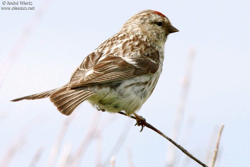 Redpoll