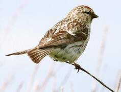 Redpoll