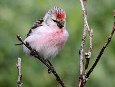 Redpoll