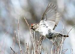 Redpoll