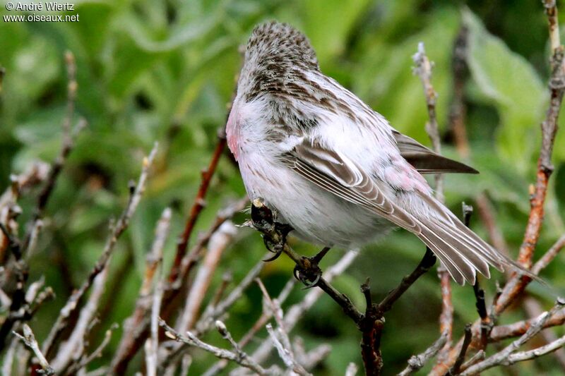 Redpoll