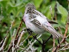 Redpoll