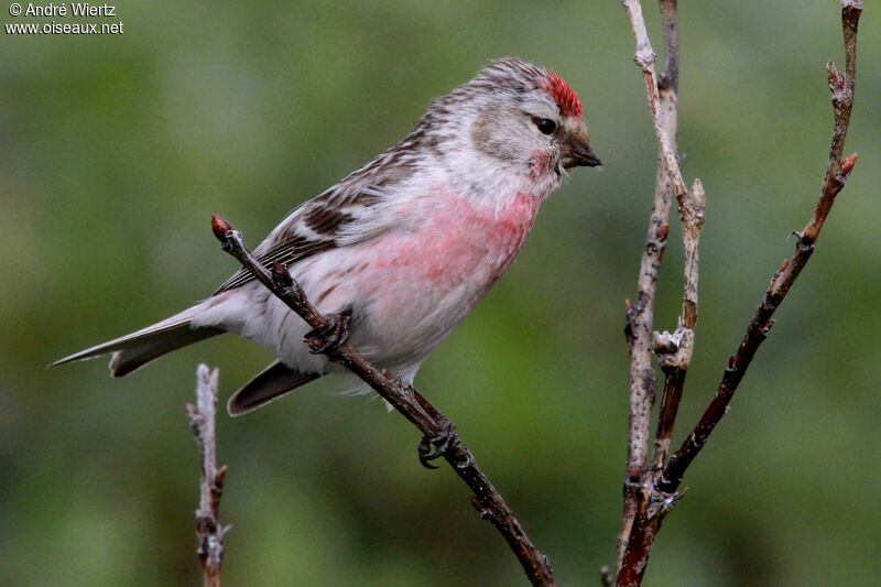 Redpoll