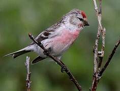 Redpoll