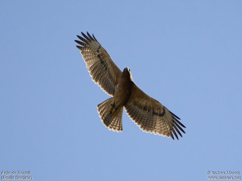 Aigle de Bonellijuvénile, Vol