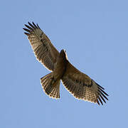 Bonelli's Eagle