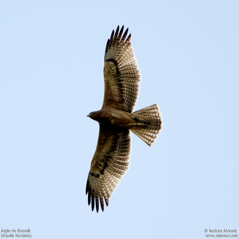 Aigle de Bonelli