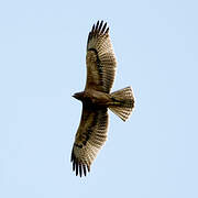 Bonelli's Eagle