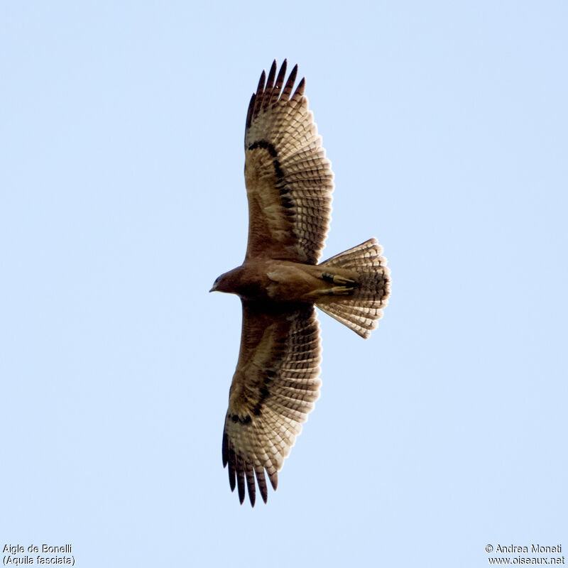 Aigle de Bonelli