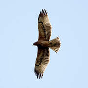 Bonelli's Eagle