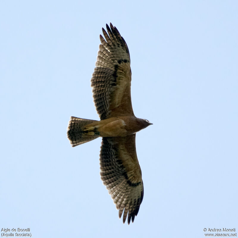 Aigle de Bonelli