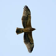 Bonelli's Eagle