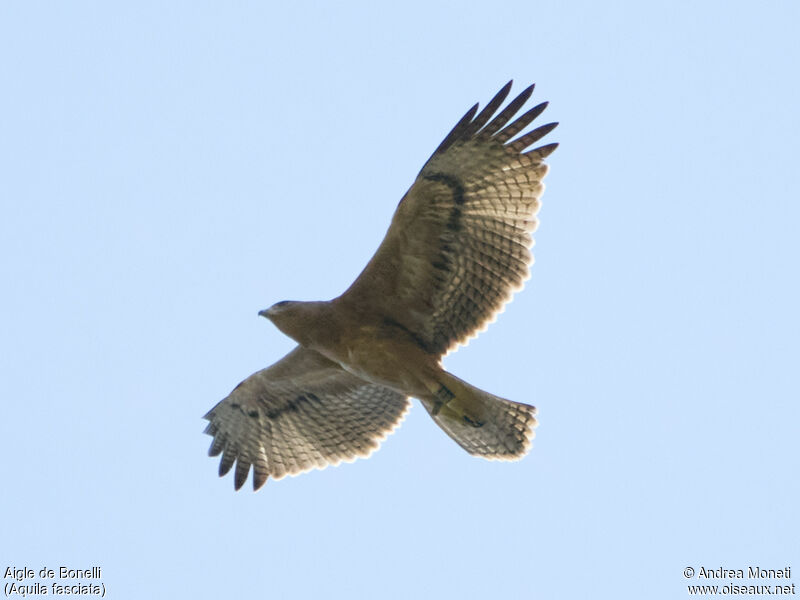 Aigle de Bonelli