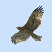 Aigle de Bonelli