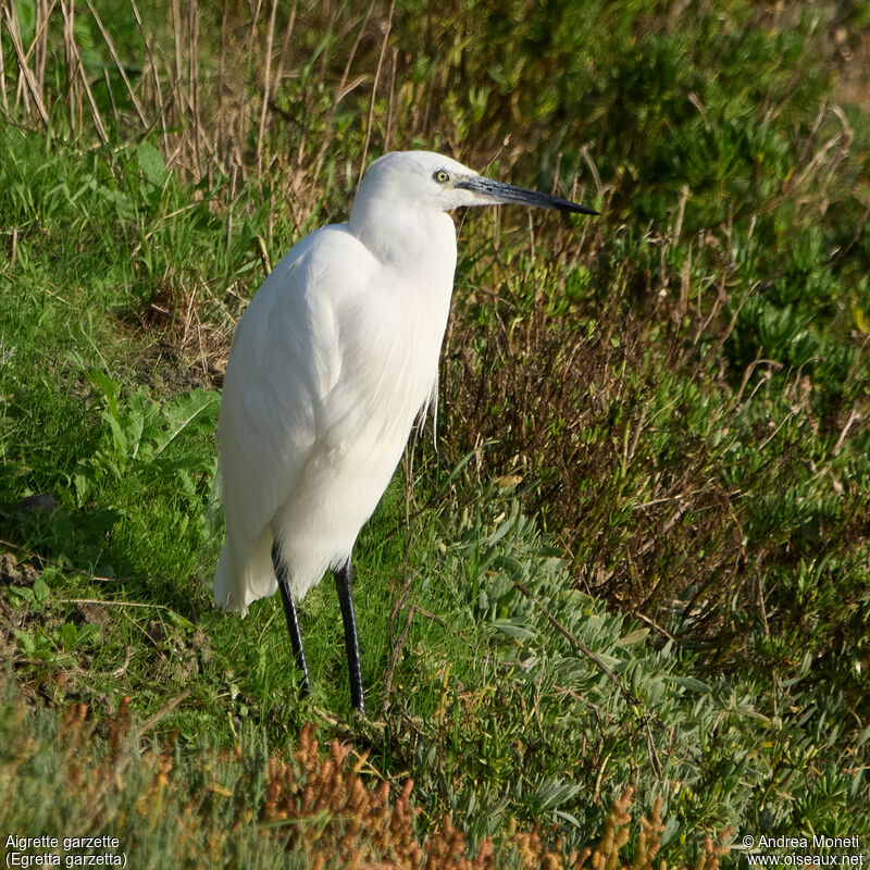 Aigrette garzette, portrait