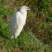 Little Egret