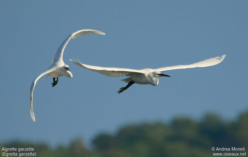 Little Egret