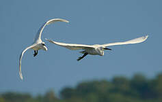 Aigrette garzette