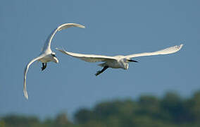 Little Egret