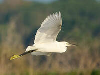 Aigrette garzette