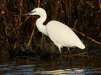 Aigrette garzette