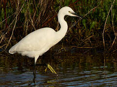 Little Egret