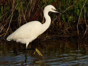 Aigrette garzette