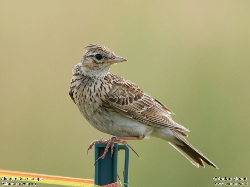 Eurasian Skylark