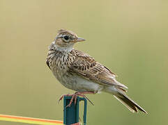 Eurasian Skylark