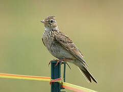 Eurasian Skylark