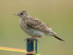 Eurasian Skylark